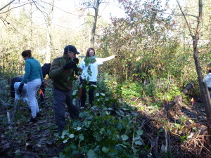 Removing blackberry near Windebank Creek