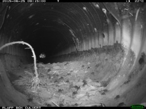 Toadlets using the existing culvert to cross under the road.
