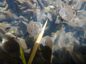 Western toad tadpoles developing in Hornby Lake.