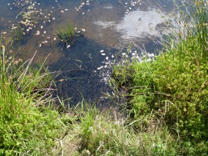 Thousands of Western toad tadpoles gathering along the shore of the breeding pond.