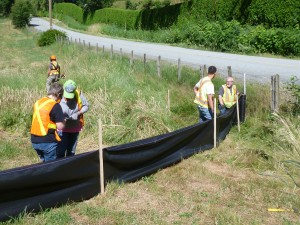 Volunteers installing directional fencing to guide amphibians to the crossing structure.
