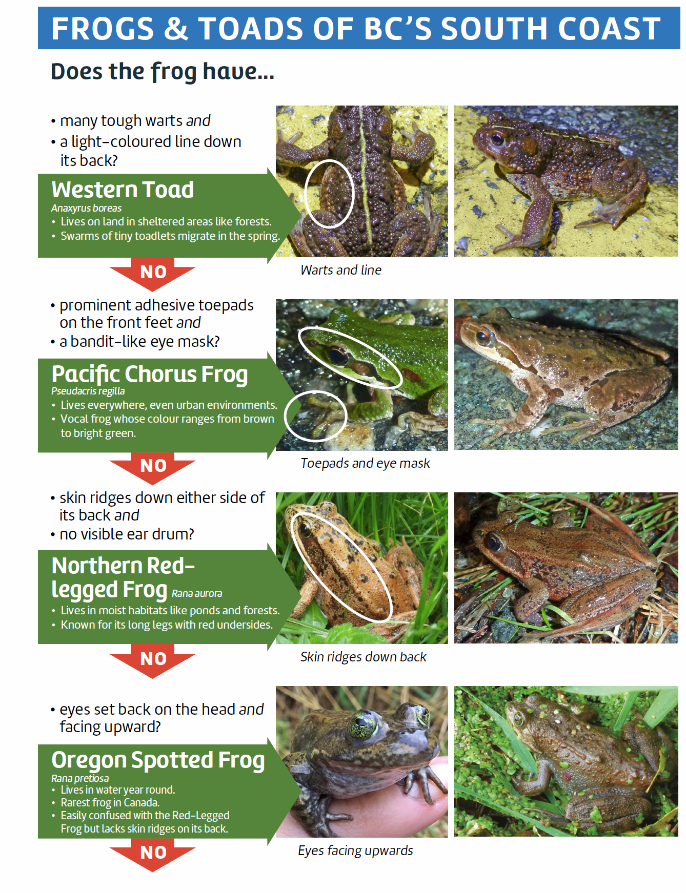 Frog Id Week 2024 Usa Etta Appolonia