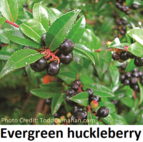 Evergreen huckleberry (Vaccinium ovatum) Fraser Valley Conservancy