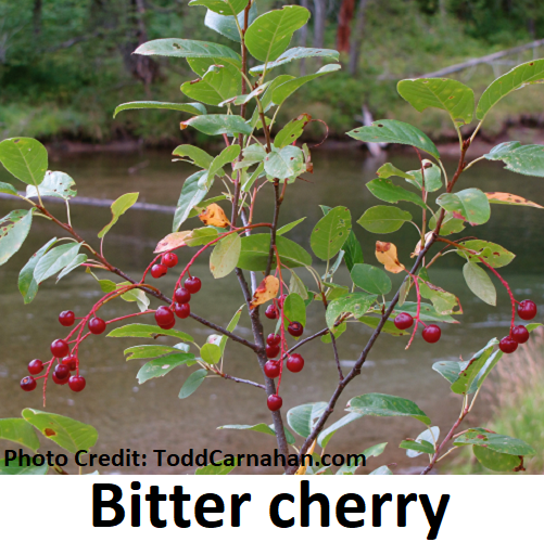 Bitter cherry (Prunus emarginata) Fraser Valley Conservancy Land Trust