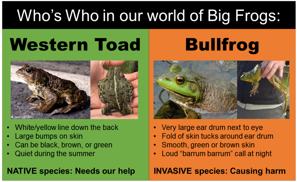 What's the Deal with Bullfrogs? - Fraser Valley Conservancy Land Trust