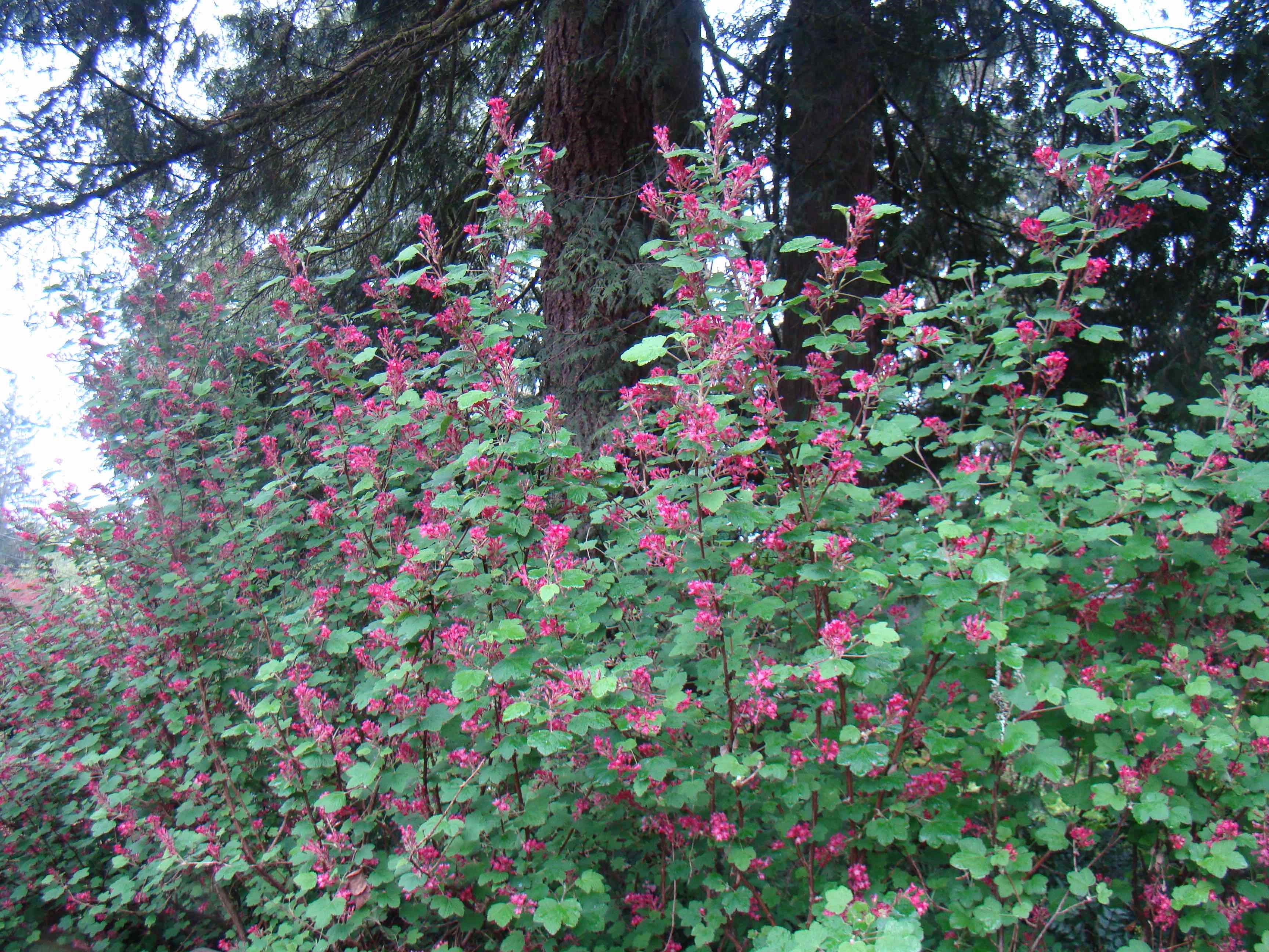Redflowering currant (2) Fraser Valley Conservancy Land Trust