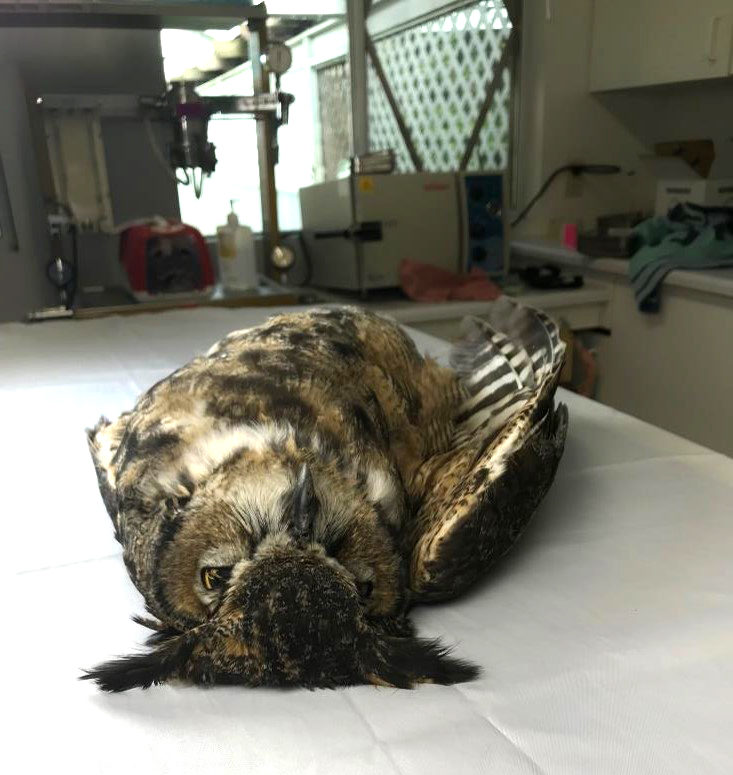 Rodenticide poisoned great horned owl