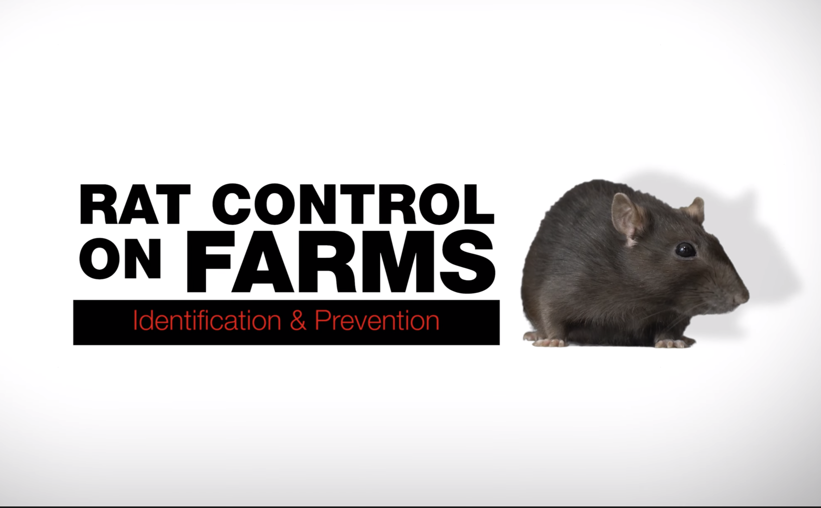 rat control on farms video