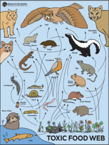 RATS-toxic-food-web
