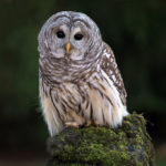 Closeup of a Barred Owl perching on a mossy rock.