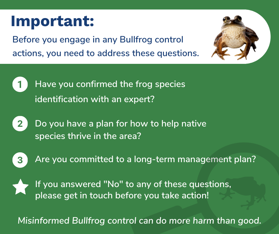 Important: Before you engage in any Bullfrog control actions, you need to address these questions. 1. Have you confirmed the frog species identification with an expert? 2. Do you have a plan for how to help native species thrive in the area? 3. Are you committed to a long-term management plan? 4. If you answered "no" to any of these questions, please get in touch before you take action. Misinformed Bullfrog control can do more hard than good.