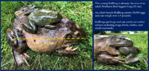 Bullfrogs and Biodiversity, Conservancy Program