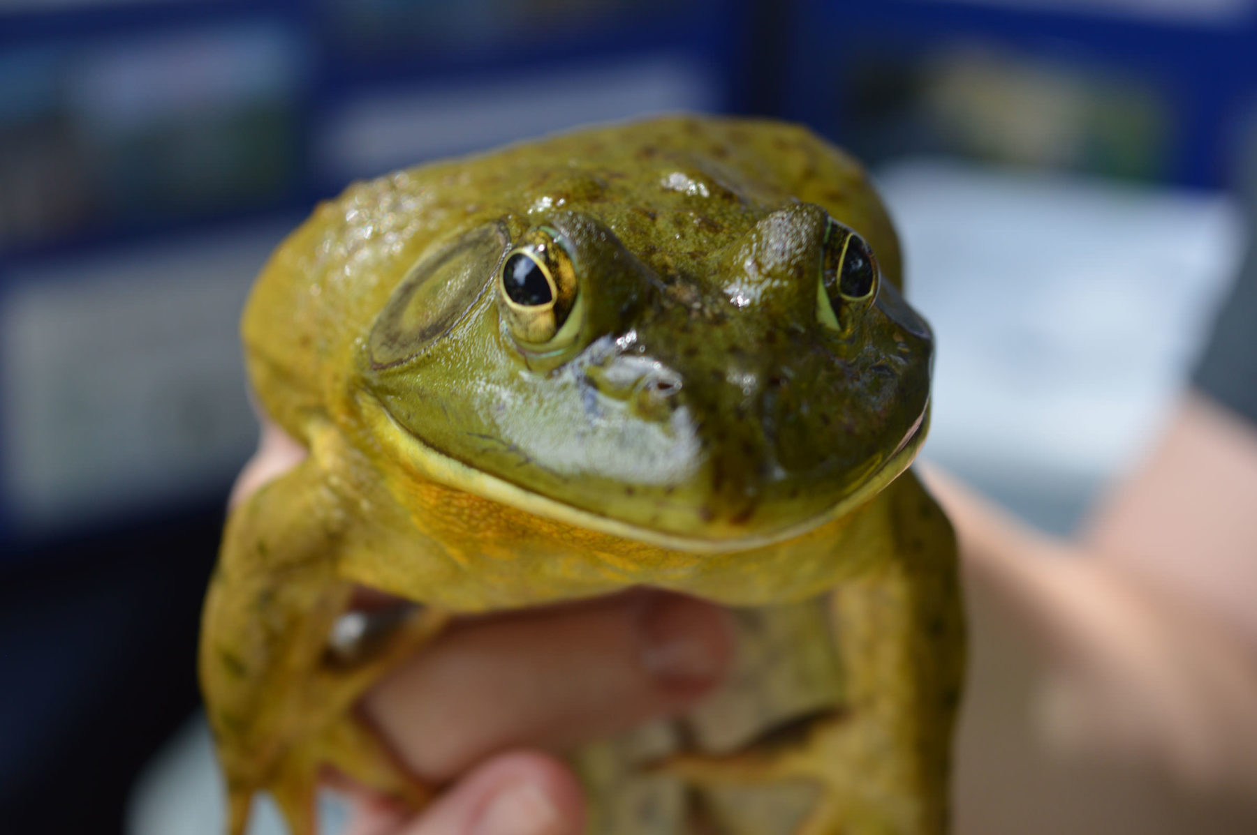 Bullfrogs And Biodiversity Conservancy Program Fraser Valley