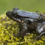 Close up of a Northern Red Legged Frog.