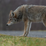 Coyote in British Columbia Canada