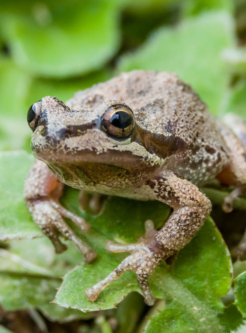 Pacific tree frogs (Pseudacris regilla) are common in Monterey, California. Their range includes California, Oregon, Washington, Canada and southern Alaska.