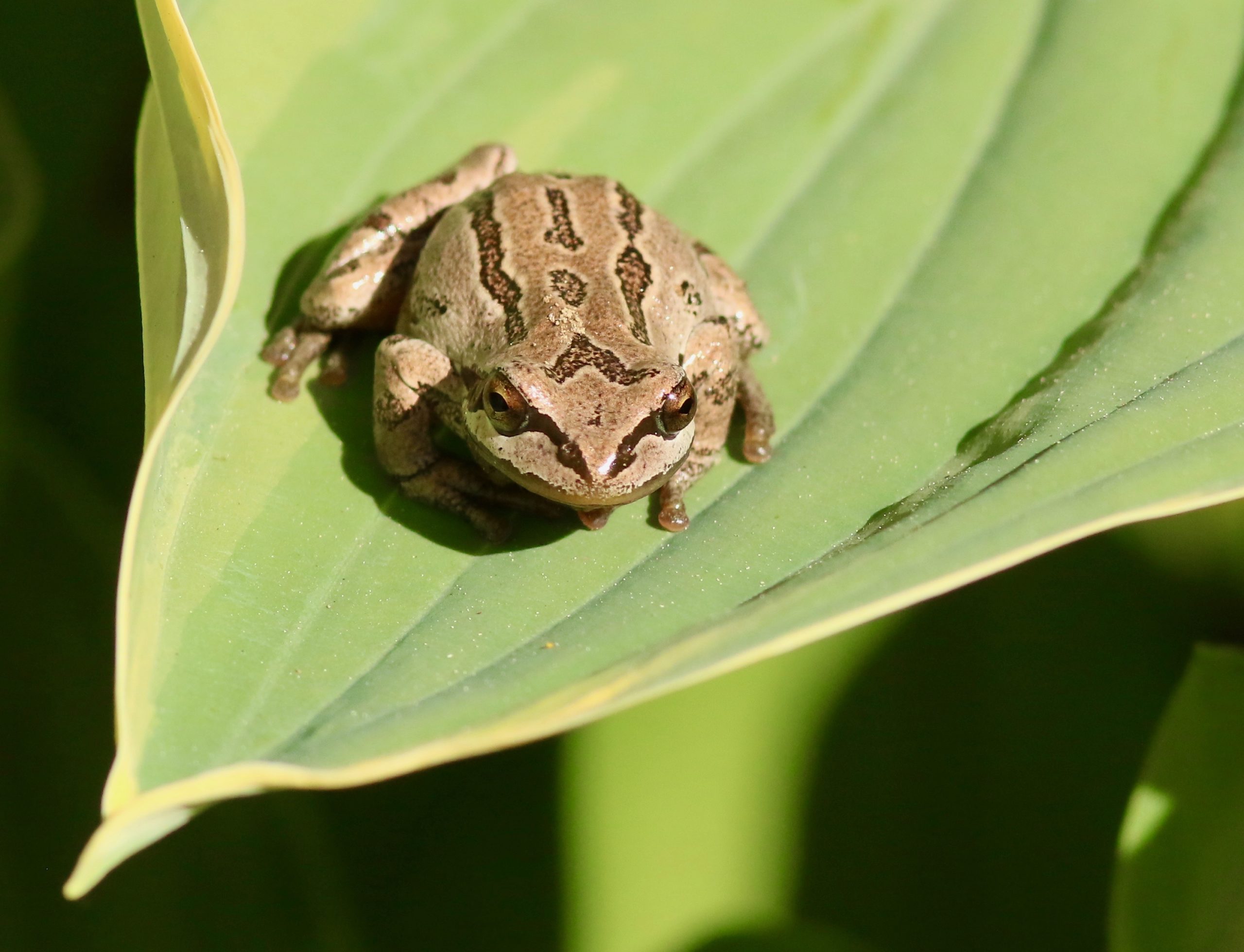 Frog Finders | Conservancy Program | Fraser Valley Conservancy
