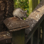 young rats vancouver backyard