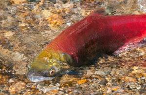 Sockeye Salmon spawning, British Columbia, Canada