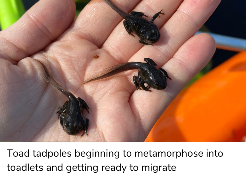 The Great Western Toad Migration of 2022